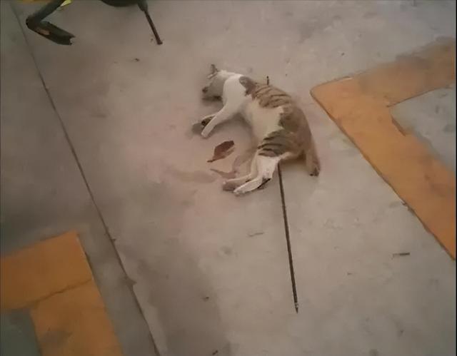 港澳新闻 第40页